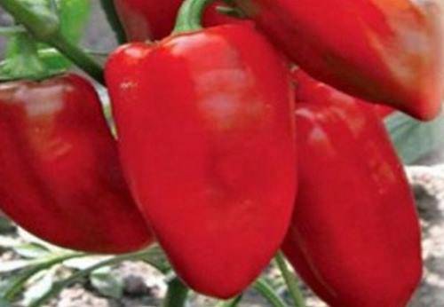 Varieties of pepper for stuffing