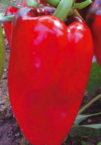 Varieties of pepper for stuffing