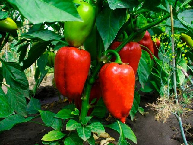 Varieties of pepper for stuffing