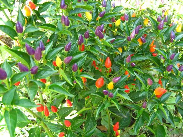 Varieties of peppers for growing on the windowsill