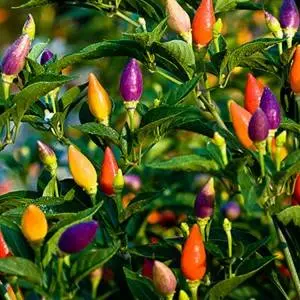 Varieties of peppers for growing on the windowsill