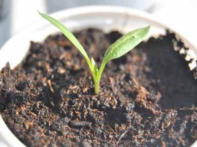 Varieties of peppers for growing on the windowsill