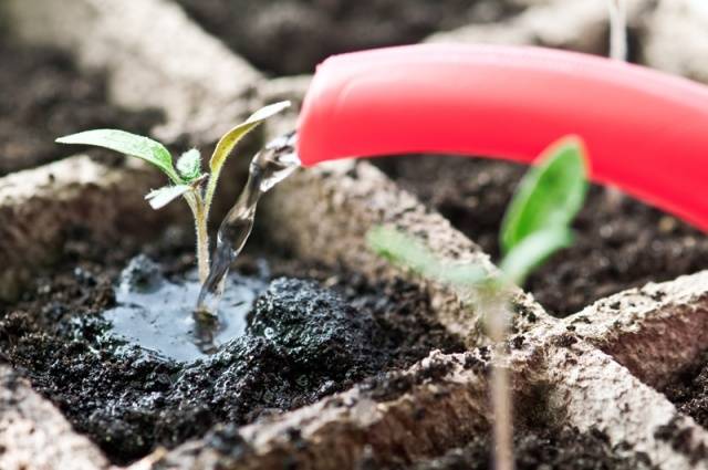 Varieties of peppers for growing on the windowsill