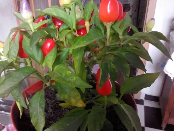 Varieties of peppers for growing on the windowsill