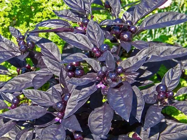 Varieties of peppers for growing on the windowsill