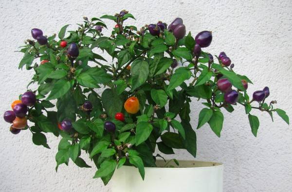 Varieties of peppers for growing on the windowsill