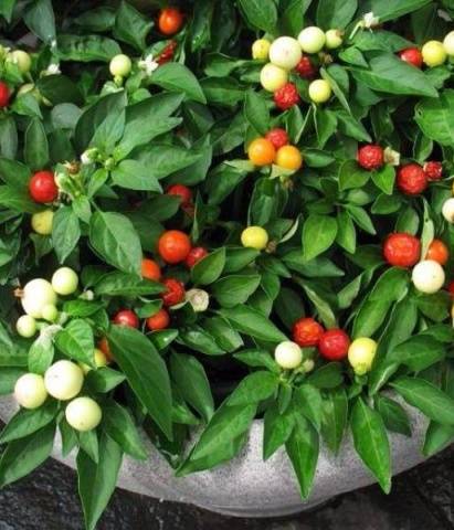 Varieties of peppers for growing on the windowsill