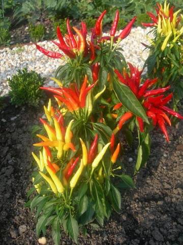 Varieties of peppers for growing on the windowsill