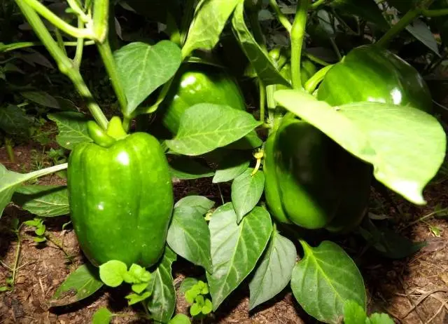 Varieties of peppers for planting with photos and descriptions