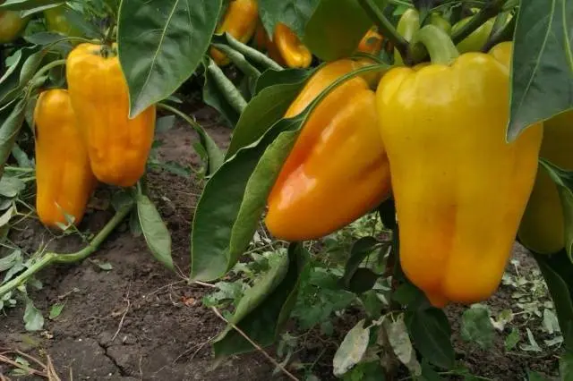 Varieties of peppers for planting with photos and descriptions