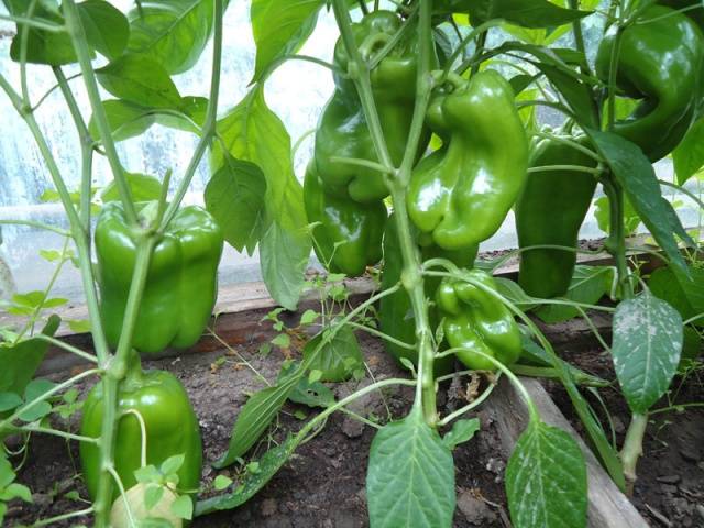 Varieties of peppers for Siberia and the Urals