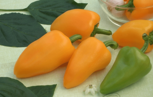 Varieties of peppers for Siberia and the Urals