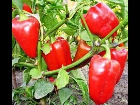 Varieties of peppers for Siberia and the Urals