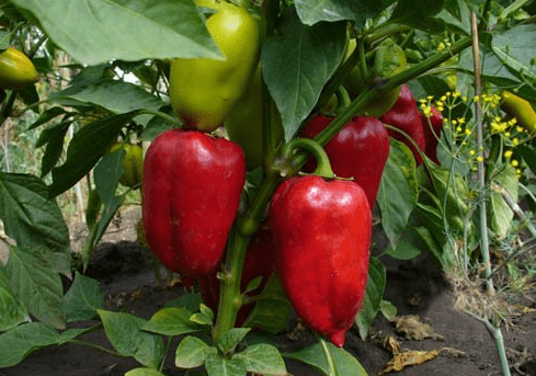 Varieties of peppers for Siberia and the Urals