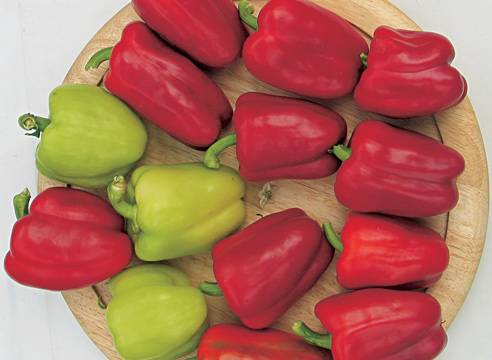 Varieties of peppers for Siberia and the Urals