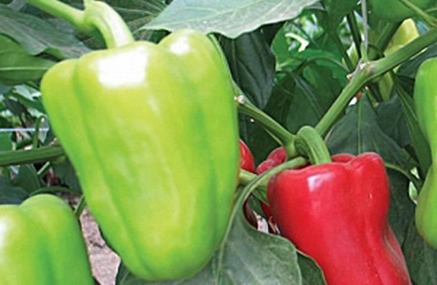 Varieties of peppers for Siberia and the Urals