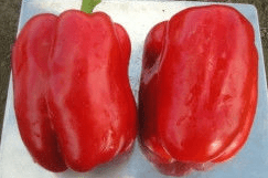 Varieties of peppers for Siberia and the Urals