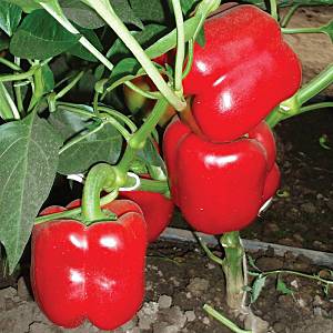 Varieties of peppers Star of the East: Tangerine, Giant, White in red, Red, Yellow, Chocolate