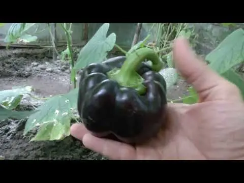 Varieties of peppers Star of the East: Tangerine, Giant, White in red, Red, Yellow, Chocolate