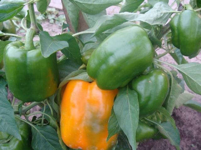 Varieties of peppers Star of the East: Tangerine, Giant, White in red, Red, Yellow, Chocolate