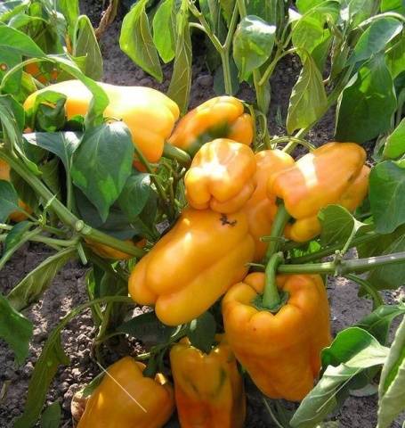 Varieties of peppers Star of the East: Tangerine, Giant, White in red, Red, Yellow, Chocolate