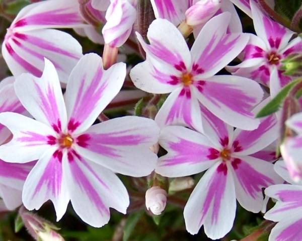 Varieties of perennial phlox: photo + description