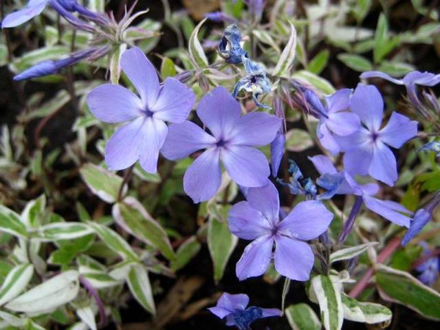 Varieties of perennial phlox: photo + description