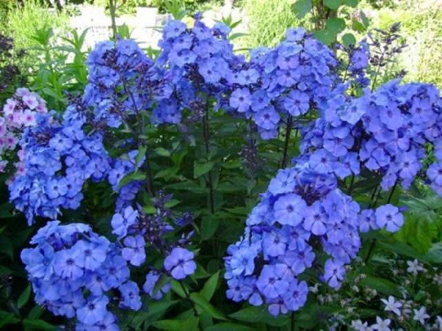 Varieties of perennial phlox: photo + description