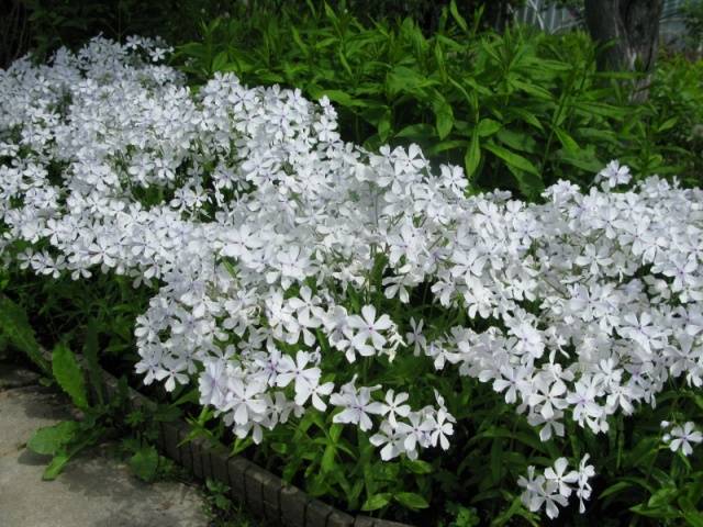 Varieties of perennial phlox: photo + description