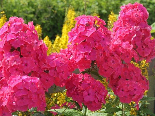 Varieties of perennial phlox: photo + description