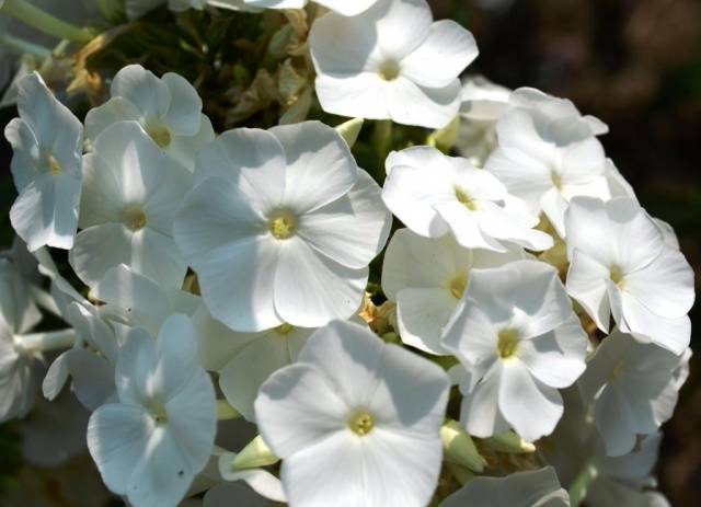 Varieties of perennial phlox: photo + description