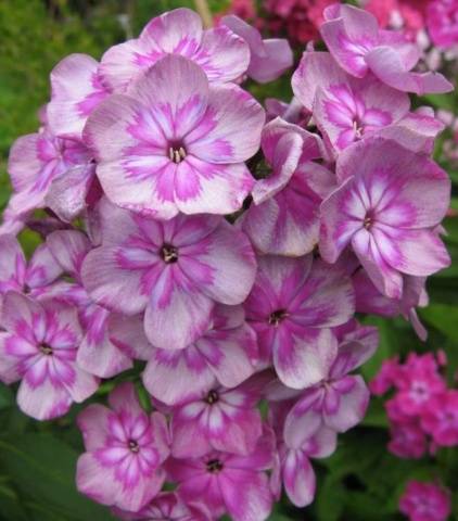 Varieties of perennial phlox: photo + description