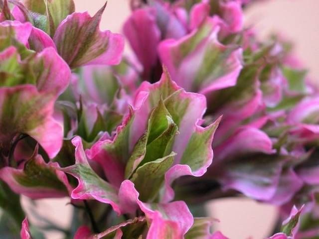 Varieties of perennial phlox: photo + description