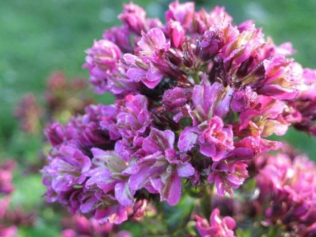 Varieties of perennial phlox: photo + description