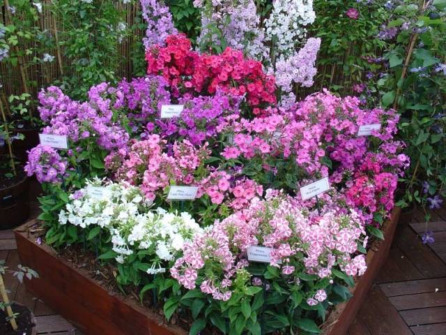 Varieties of perennial phlox: photo + description