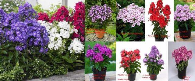 Varieties of perennial phlox: photo + description