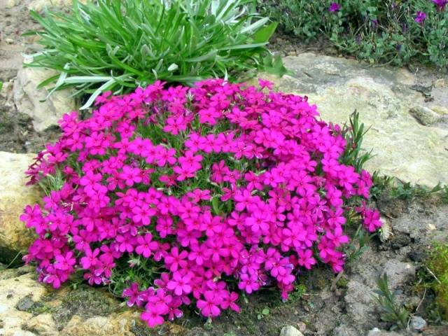 Varieties of perennial phlox: photo + description