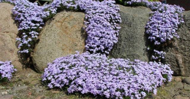 Varieties of perennial phlox: photo + description