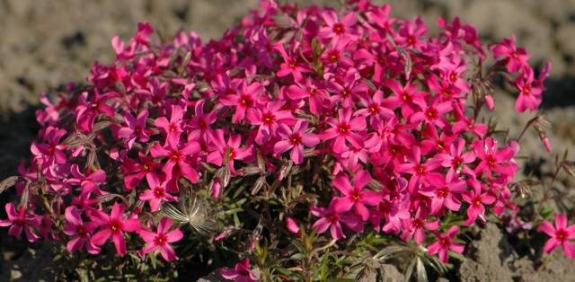 Varieties of perennial phlox: photo + description