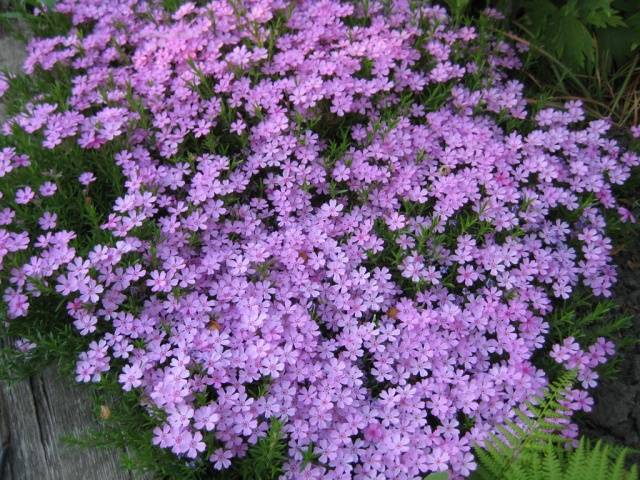 Varieties of perennial phlox: photo + description