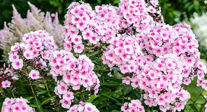 Varieties of perennial phlox: photo + description