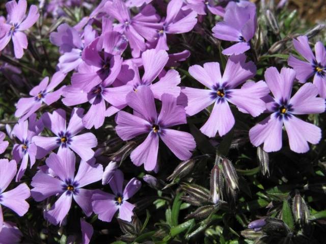 Varieties of perennial phlox: photo + description