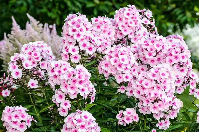 Varieties of perennial phlox: photo + description