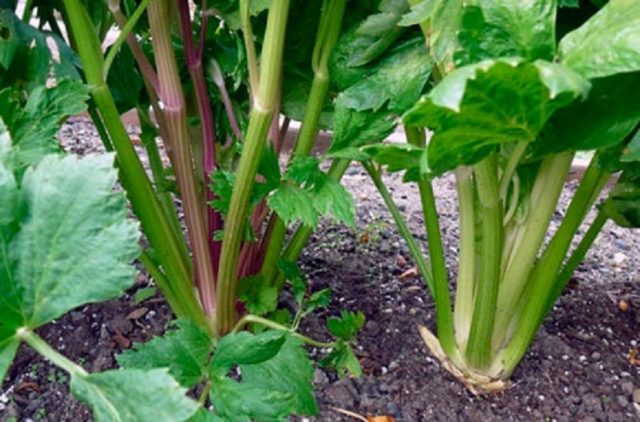 Varieties of petiole celery