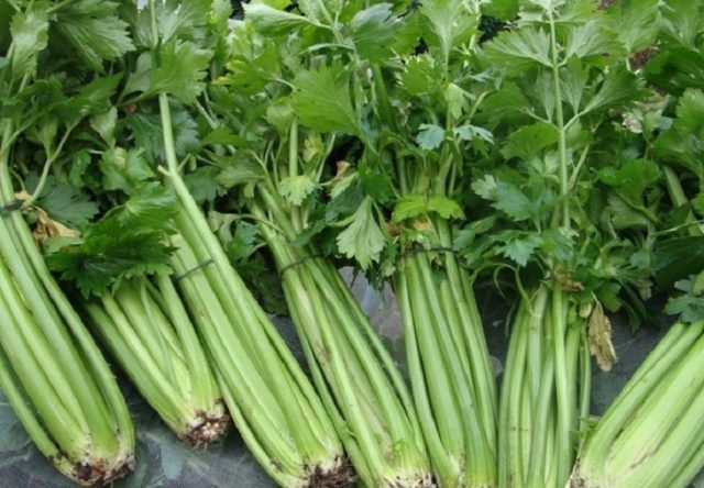 Varieties of petiole celery