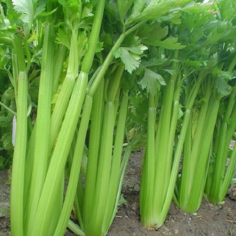 Varieties of petiole celery