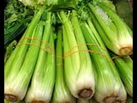 Varieties of petiole celery