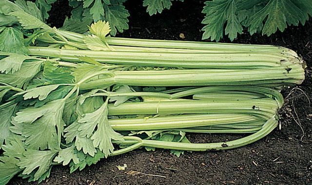 Varieties of petiole celery