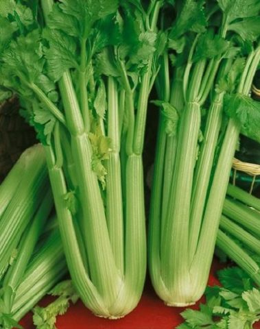 Varieties of petiole celery