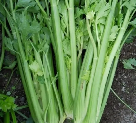 Varieties of petiole celery